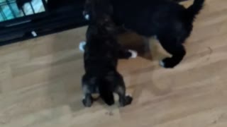 Dogs playing with squeaky toy