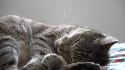 kitten dreaming
