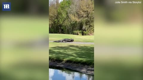 Massive 20 Foot Long Alligator Caught 'Eating' Smaller Rival