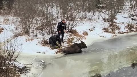 Rescuing A Moose From The River