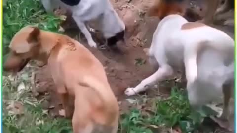 ~ Dogs Bury Their Friend In The Most Heart Touching Video 😭😭😭