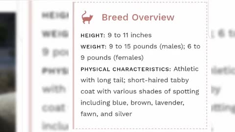 15 American cat breeds