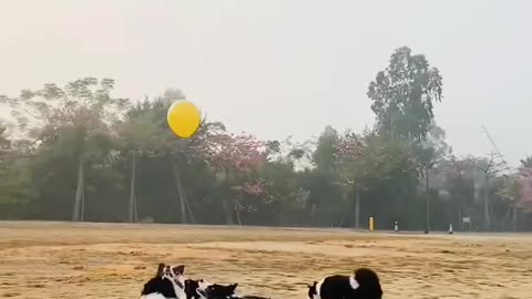 Dogs play with balloon