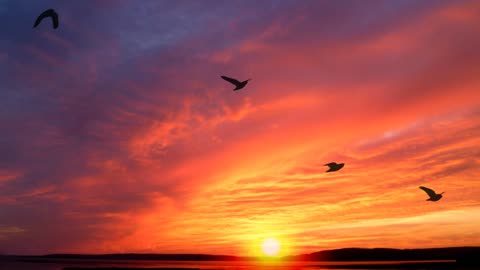 The beauty of nature: a wonderful view of the sunset with birds flying in the sky.