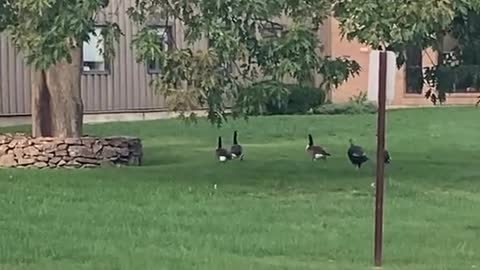 Massachusetts turkeys bullying Canada geese in the endless battle for who can be the bigger asshole.