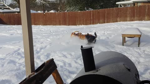 Texas dogs like snow too!