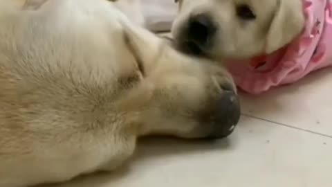 Mothers love baby dog