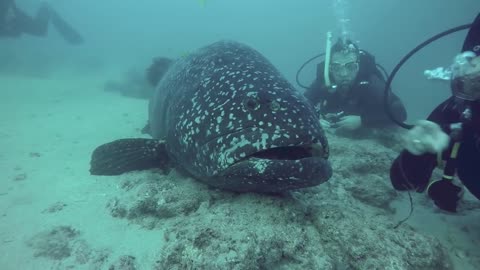 Big Friendly Grouper