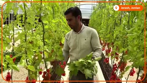 Jordanian aeroponics farm saves 90% of water