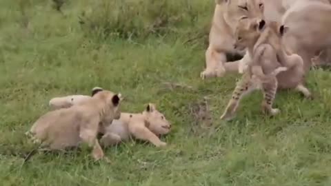 Lion children amazing video #lionfight