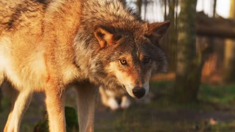 Wolf-kurt-Predatory animal