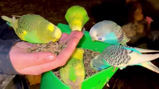 feeding budgies in chicken aviary