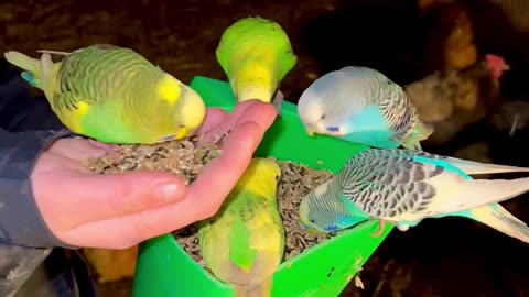 feeding budgies in chicken aviary