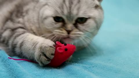 Cat Playing