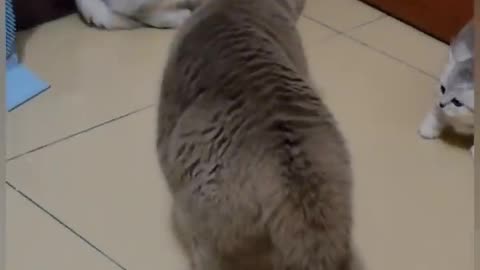 Cat Is Funny_shorts