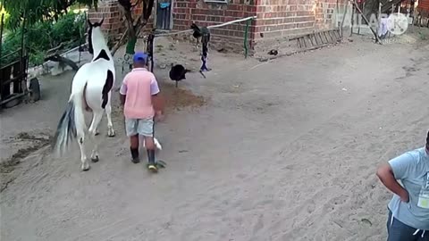 funniest elephant and horse videos
