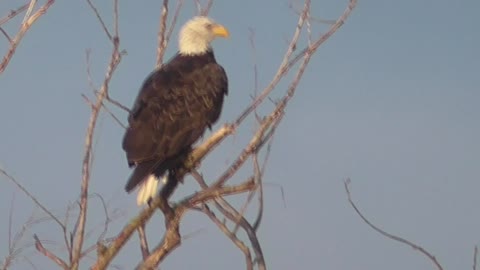 268 Toussaint Wildlife - Oak Harbor Ohio - Proud Warrior Bird