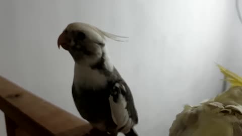 Budgies and Cockatiel Birds Playing and Feeding