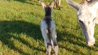 Baby Donkeys are the cutest!! I have to bottle feed him for 4 days. This is baby Paint