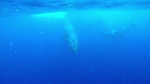 Pod of humpback whales swim under surprised swimmers in Tonga