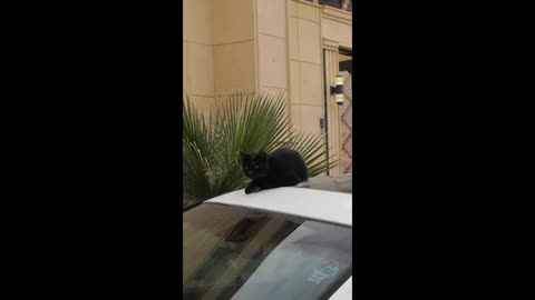A cat sleeps above the car and wakes up because of whistling