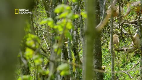 Documentry (The Golden Monkeys of China)