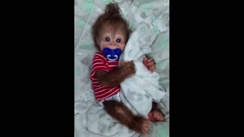 Cute baby animals Videos