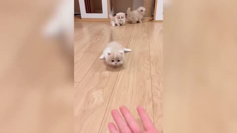 Cats discover a new way to walk