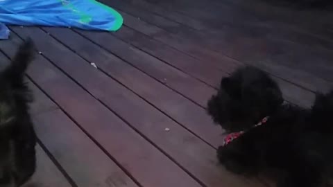 A Scottish Terrier no le agrada un juguete parecido