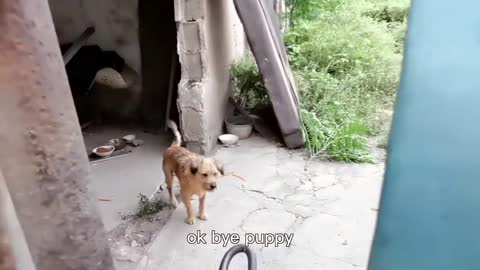 Stray dog wants to jump up and kiss someone who helps him