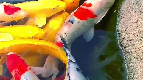 Ha ha, look at these lovely and interesting Koi. They are so cute