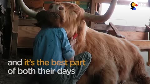 Cow Loves Getting Hair Brushed By Dad | The Dodo