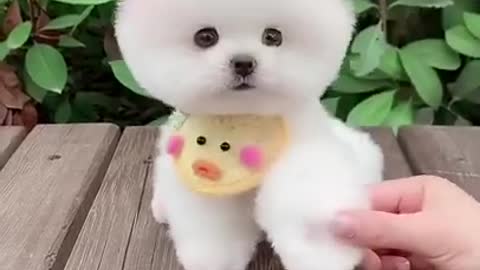 very cute puppy