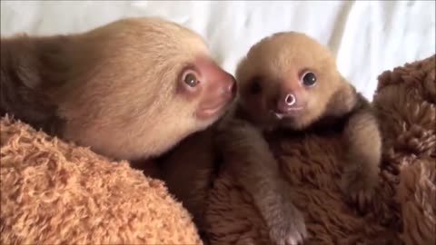 Baby sloths funny,cute & rare moment 😱😂