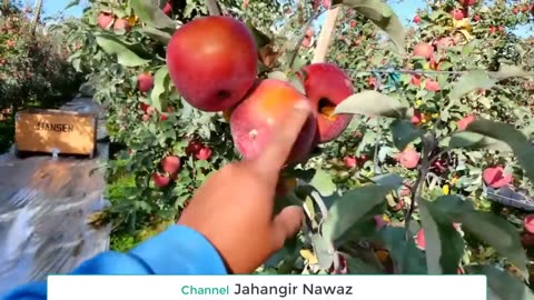 Apple Harvesting