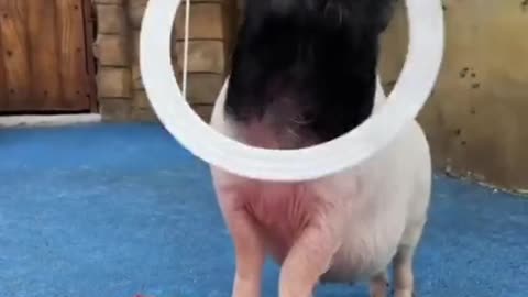 Funny Baby pig