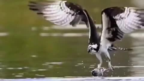 This osprey catches fish