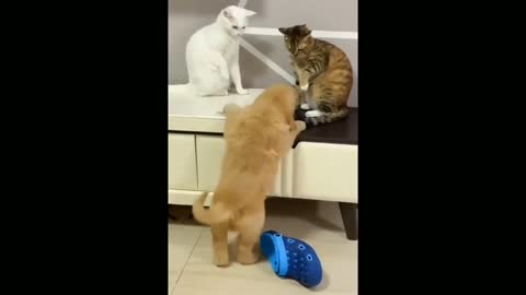 cute cat funny videos 🤩