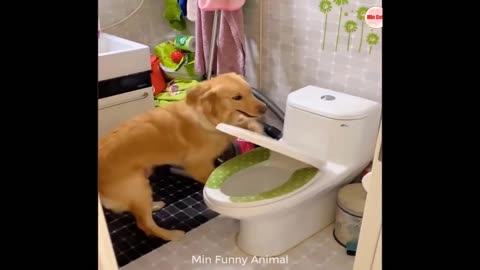 Funniest Animals | Funny Dog And Cat | Funny Animals Video #4