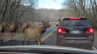 Elk Traffic Jam in North Carolina