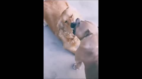 Dog VS Dog Funny Fight Funny Animal Video