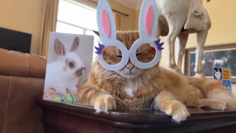 Great Dane admires cat's epic Easter bunny costume