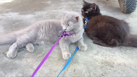 Cute Persian Cat-Peanut and Coco