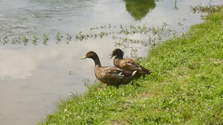 Brown bantam ducks enter pond.