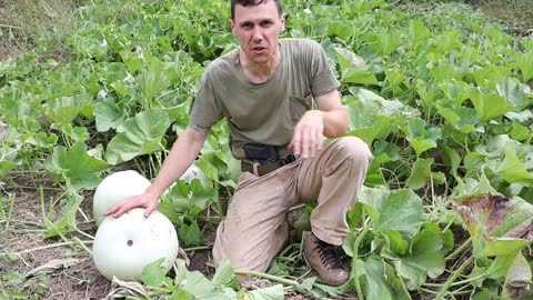 Harvesting Martin Gourds for Banjo Building