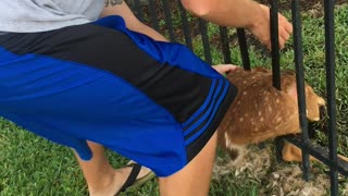 Rescuing a Baby Deer Stuck in a Fence