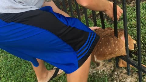 Rescuing a Baby Deer Stuck in a Fence