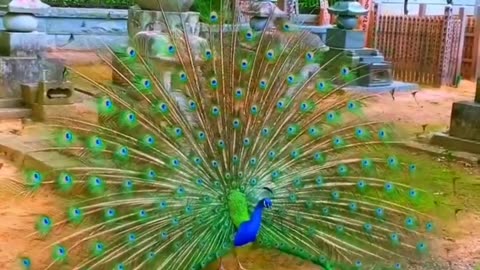 Beautiful peacock just check it