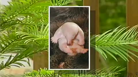 Rare Puggle_ Is the spike-less baby Echidna cute or ugly_