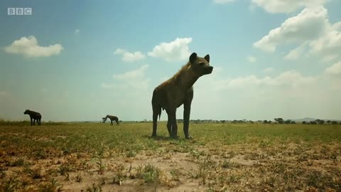 Zalika the Hyena FIGHTS an Ostrich | Serengeti - BBC